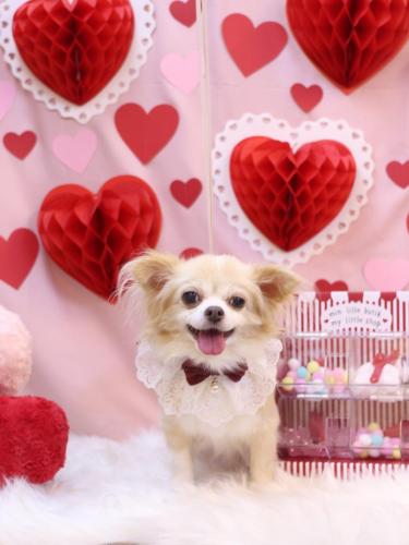 20240204チャッピーちゃん